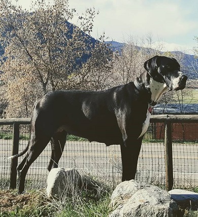sugar bear mantle great dane